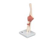 American 3B Scientific BBB103 Functional Elbow Joint