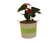 Wald Imports 8690 7P ASST SP6 7 in. Holiday Trio Metal Pot Cover Set of 6