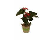 Wald Imports 8691 7P ASST SP6 7 in. Holiday Trio Metal Pot Cover Set of 6