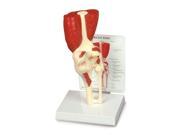 Lippincott Williams Wilkins ANA01N Muscled Knee Joint Model