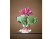 Penn Plax P22B Red Water Hyacinth Plant 5 in.