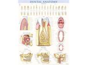 BarCharts 9781423224259 Dental Anatomy