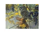 Outset Media Games OM52086 Saw Whet Owl Wild Grapes 500 Piece Puzzle