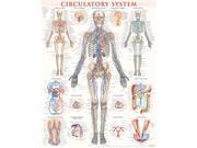 BarCharts 9781423224174 Circulatory System