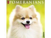 Just Pomeranians Wall Calendar by Willow Creek Press Just Pomeranians Wall Calendar by Willow Creek Press