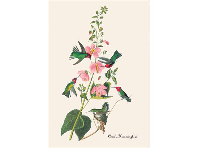 Buyenlarge 03550 1P2030 Anna&NO.39s Hummingbird 20x30 poster