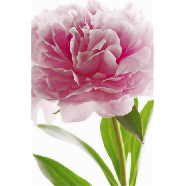 Ideal DTcor Murals 651 Pink Peony Mini Wall Mural