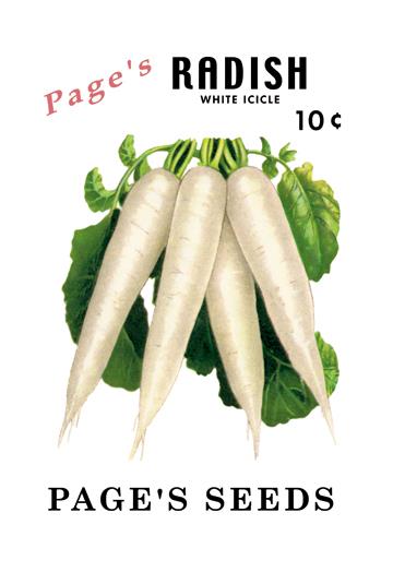 Buy Enlarge 0 587 02602 2C12X18 Pages Radish  White Icicle  Canvas Size C12X18