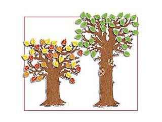 BB SET CLASSROOM TREE ADJUSTABLE