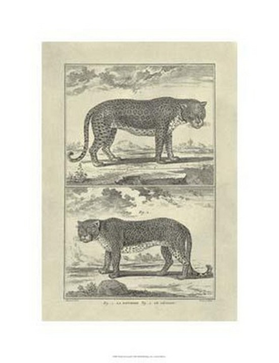 Panther Leopard Poster Print by Denis Diderot (20 x 26)