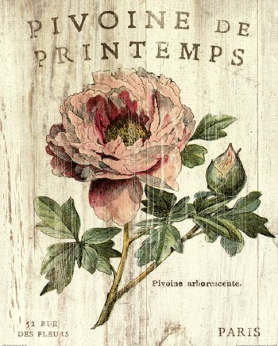 Pivoine de Printemps Poster Print by Sue Schlabach (16 x 20)