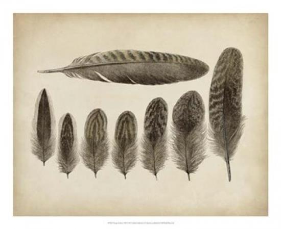 Vintage Feathers VIII Poster Print (22 x 18)