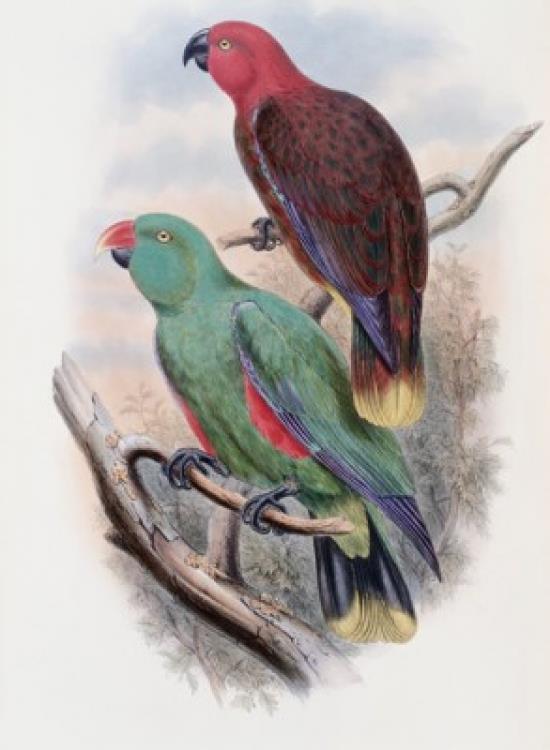 Riedel's Parrot John Gould (1804 1881 British) Poster Print (18 x 24)