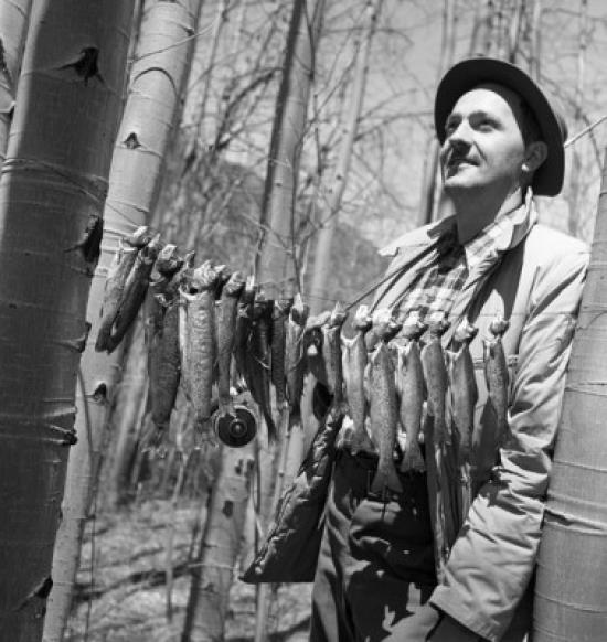 Fisherman with row of fish hanging between trees Poster Print (18 x 24)