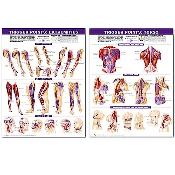 Trigger Points Chart Set 2 LAM CHRT