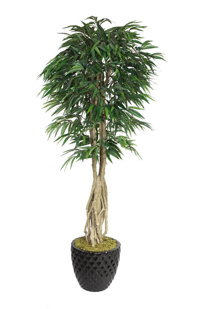 84 in. Tall Willow Ficus, Multiple Trunks   Fiberstone Planter