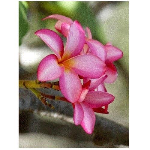 Bamboo Orchid Root, Red Ginger Root, Pink Plumeria Starter Plant, Combo Value Pack # 66100