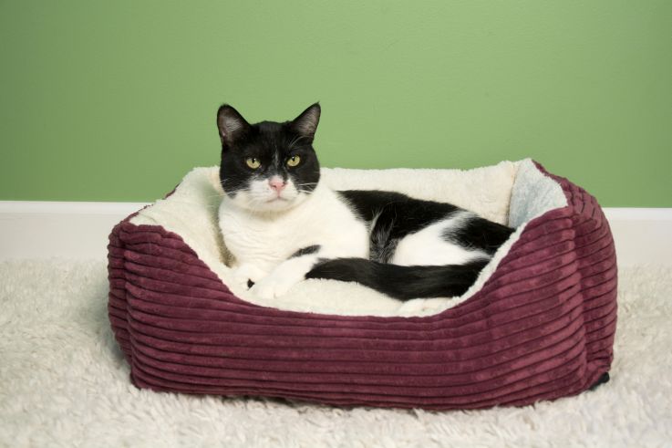 Iconic Pet 92063 Luxury Lounge Pet Bed   Imperial Purple   Small