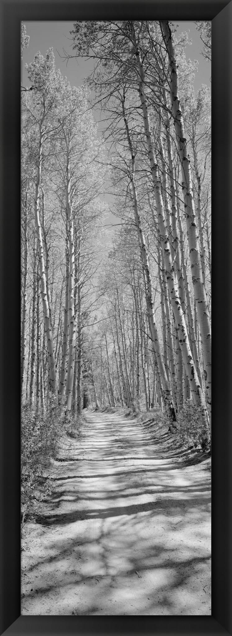 Trees along a road, Log Cabin Gold Mine, Eastern Sierra, Californian Sierra Nevada, California, USA by Panoramic Images Framed Art, Size 14 X 38